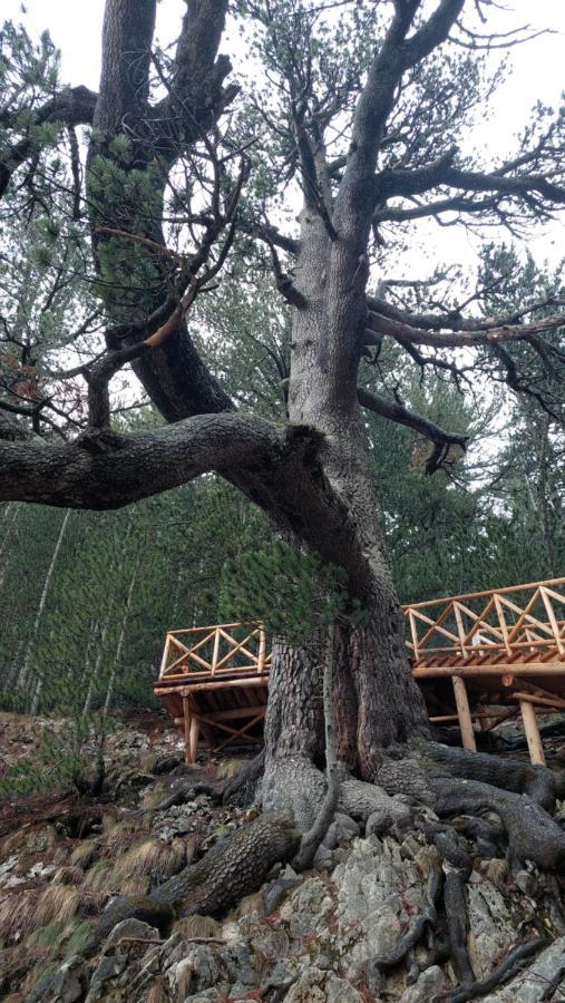 500М. От Лифта Сладък Дом В Белведере Спа Комплекс Bansko Extérieur photo